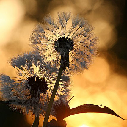 Dandelions whisps at sunset symbolizing emotional growth and personal therapy