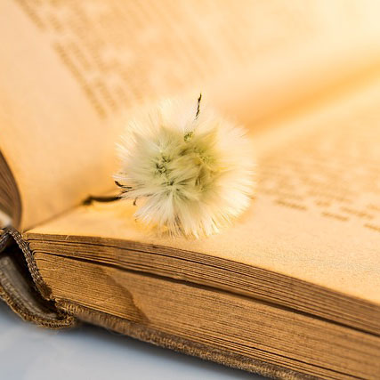 Dandelion seed resting on an open book, symbolizing reflection and personal growth through substance abuse evaluation