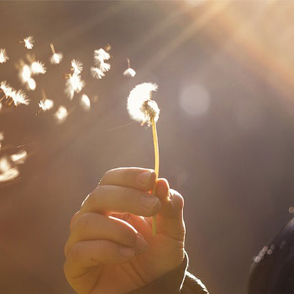 Dandelion whisps drifting gently, representing balanced and objective custody assessments